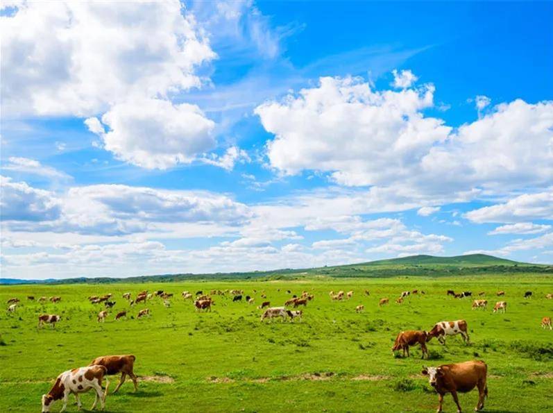 内蒙古,🌄 内蒙古，草原上的诗意人生