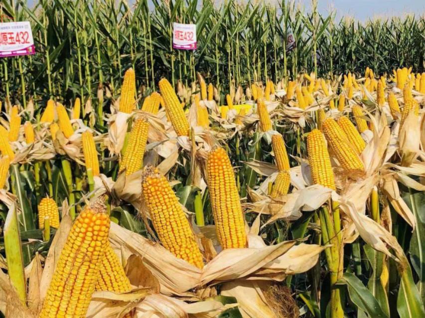 丝路明珠新疆，多元文化交融与繁荣之地